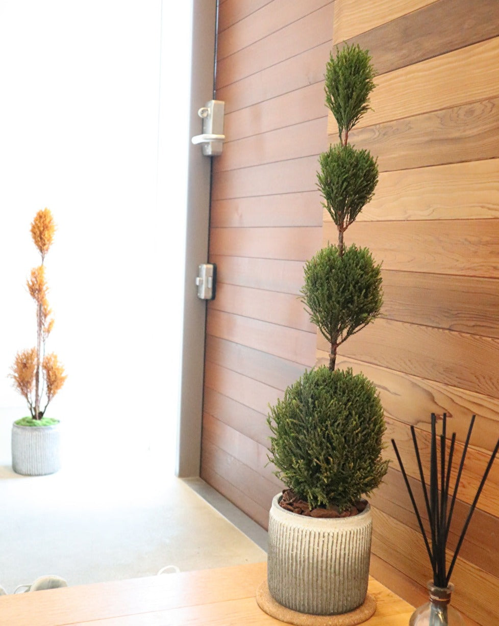 Floor tree ゴールドクレスト タマ グリーン