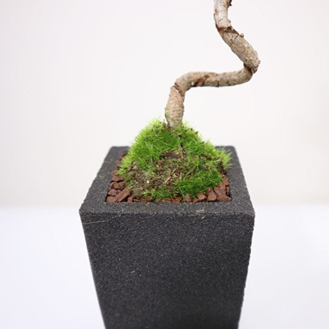 Tokocie BONSAI 黒松