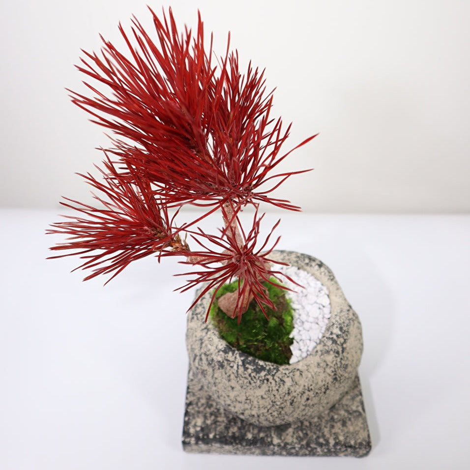 Tokocie BONSAI 黒松