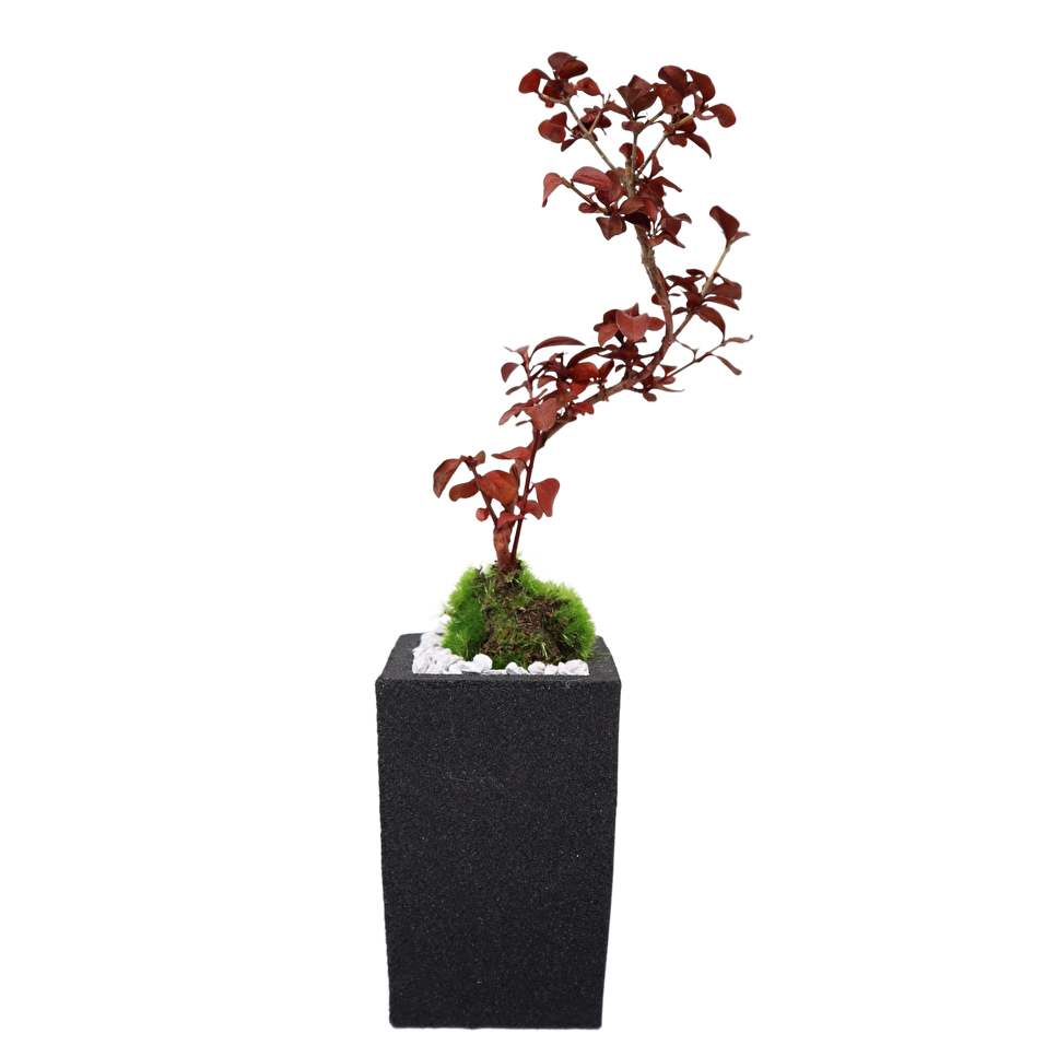 Tokocie BONSAI mini 香丁木(コウチョウギ)