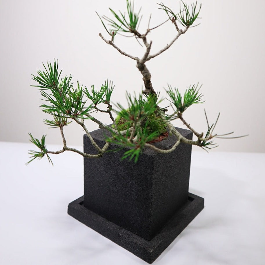 Tokocie BONSAI 赤松