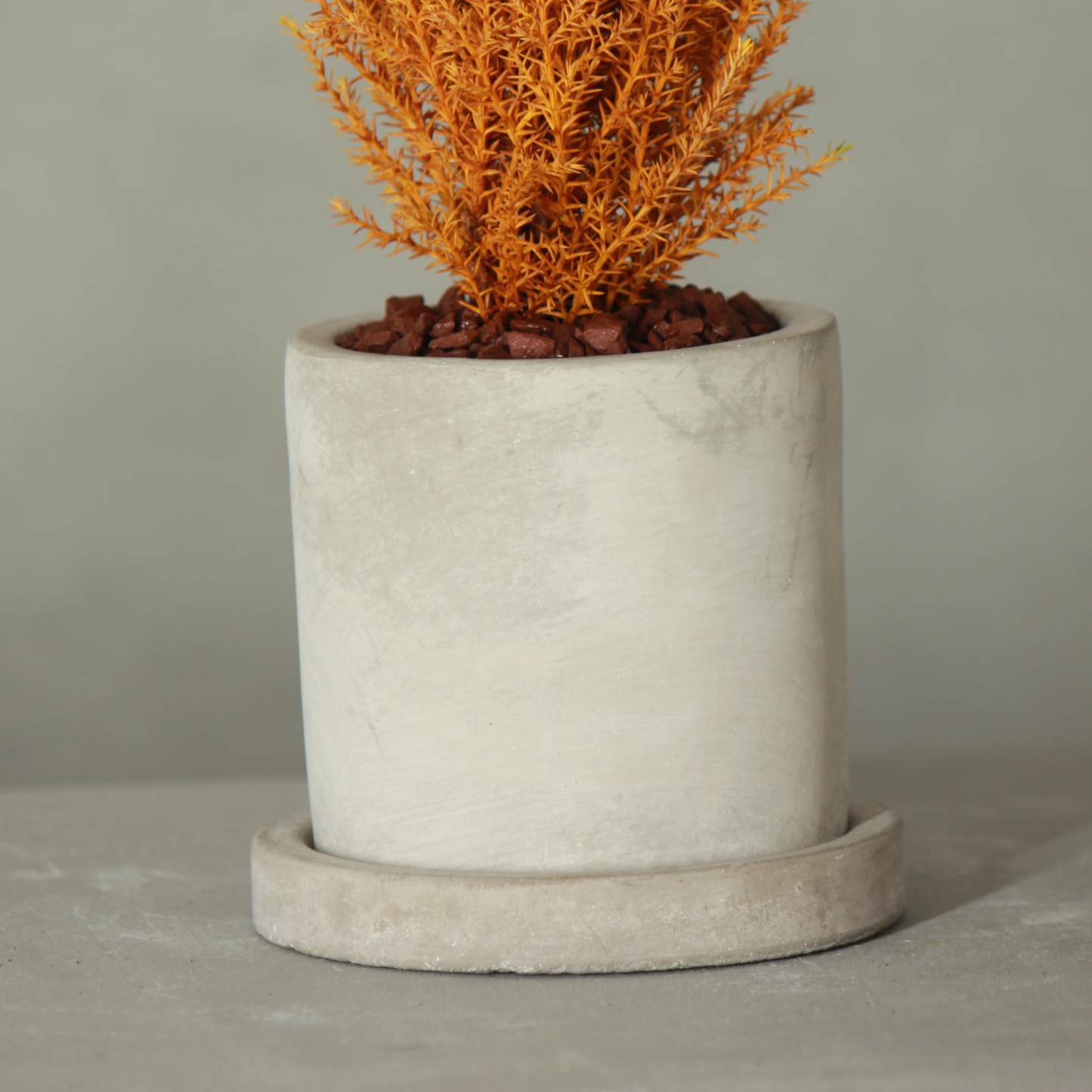 Desk tree ゴールドクレストM 丸鉢