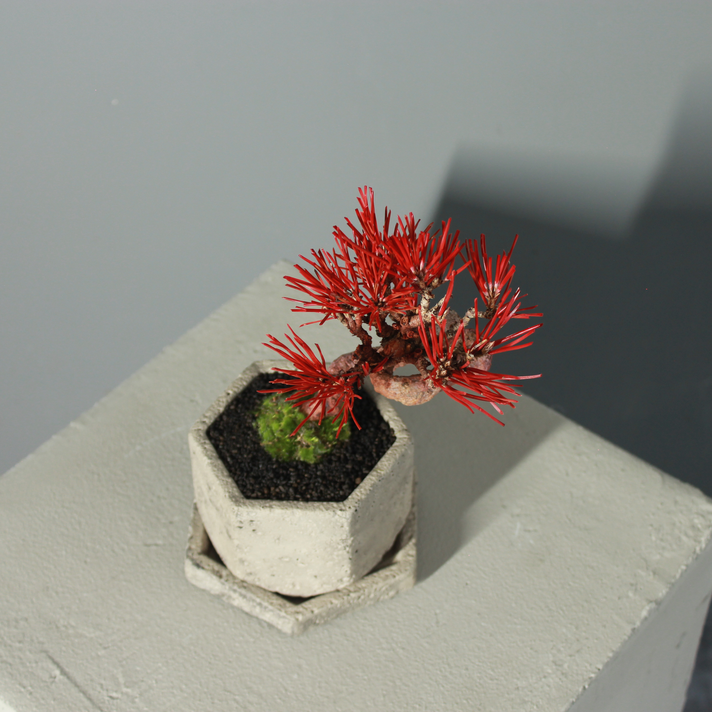 Tokocie BONSAI  黒松