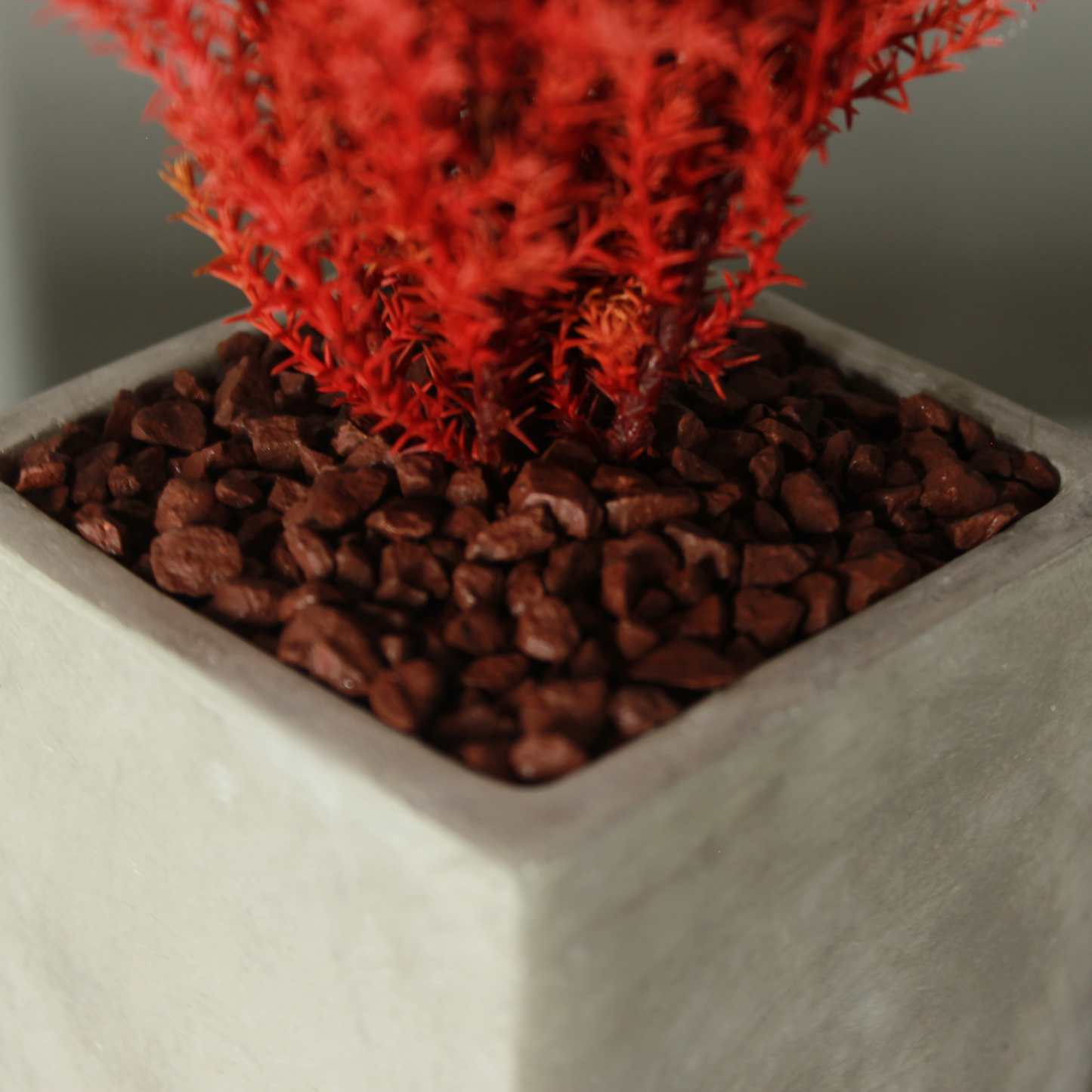 Desk tree ゴールドクレストM スクエア鉢