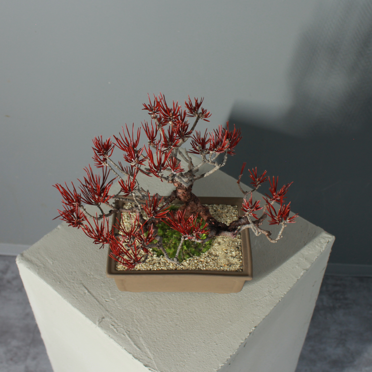 Tokocie BONSAI  黒松