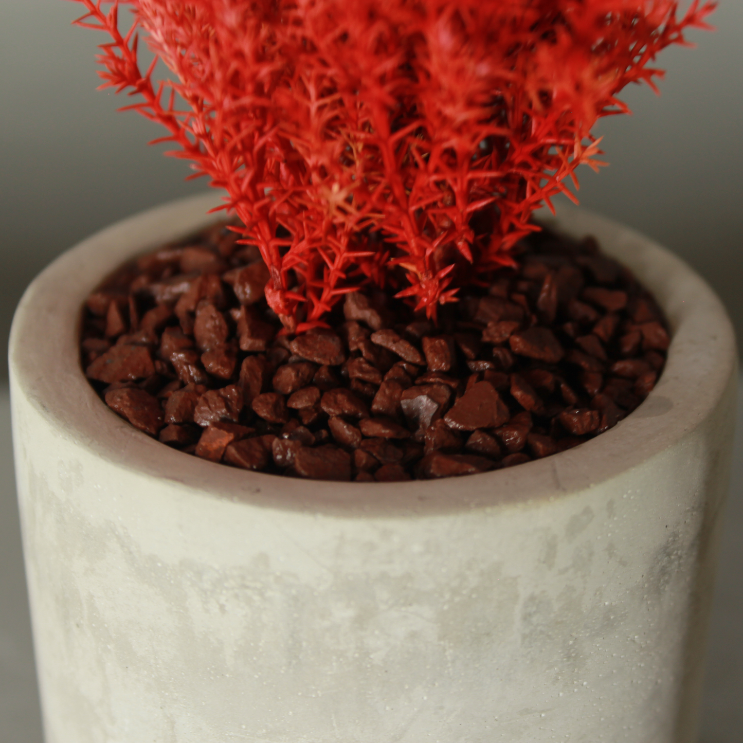 Desk tree ゴールドクレストM 丸鉢