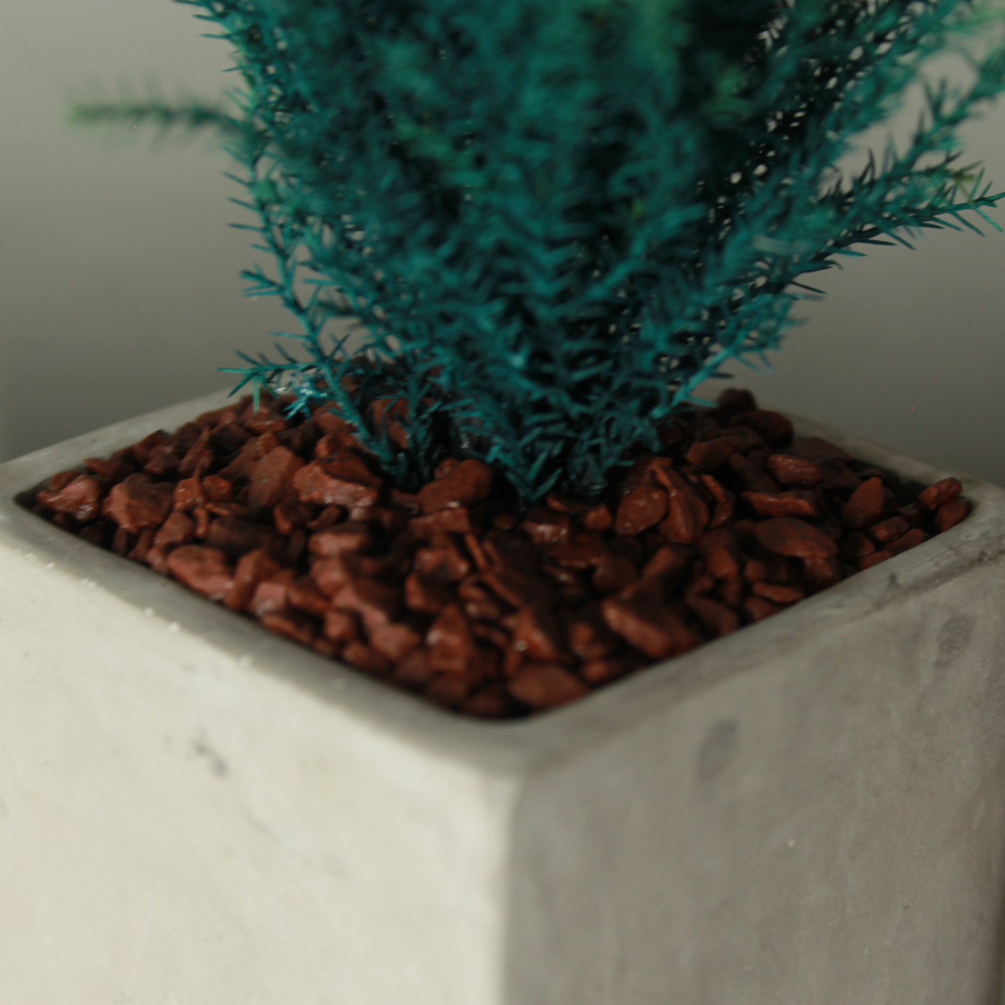 Desk tree ゴールドクレストM スクエア鉢