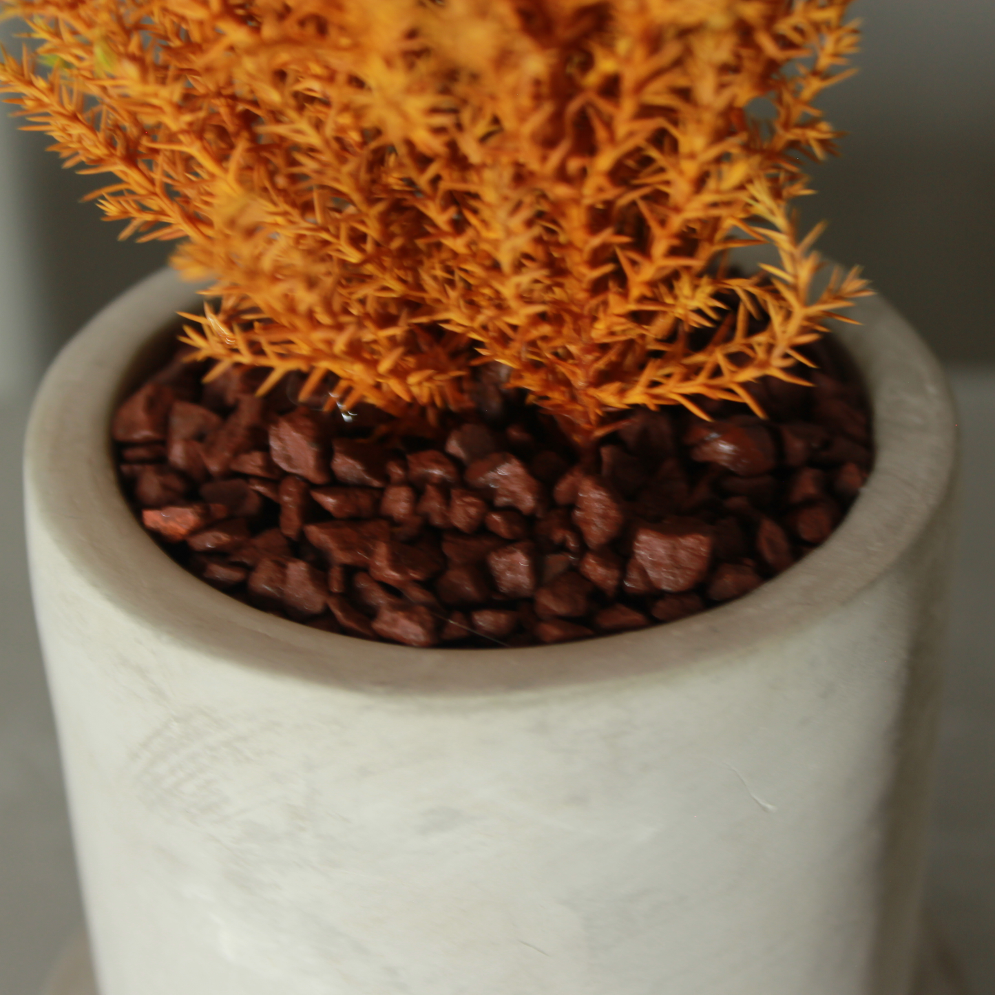 Desk tree ゴールドクレストM 丸鉢