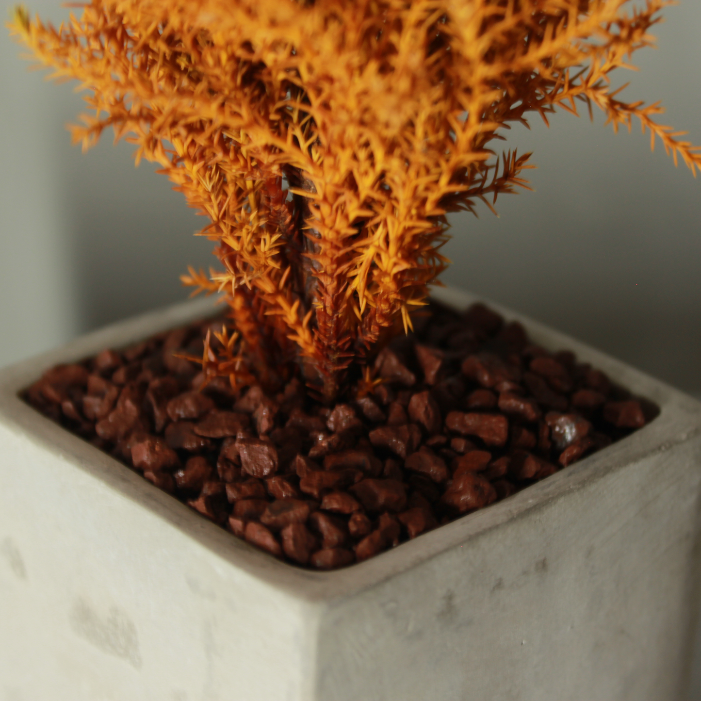 Desk tree ゴールドクレストM スクエア鉢