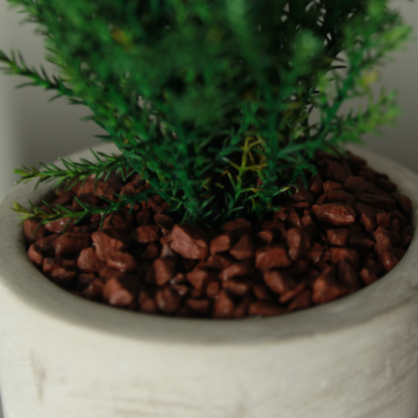 Desk tree ゴールドクレストM 丸鉢