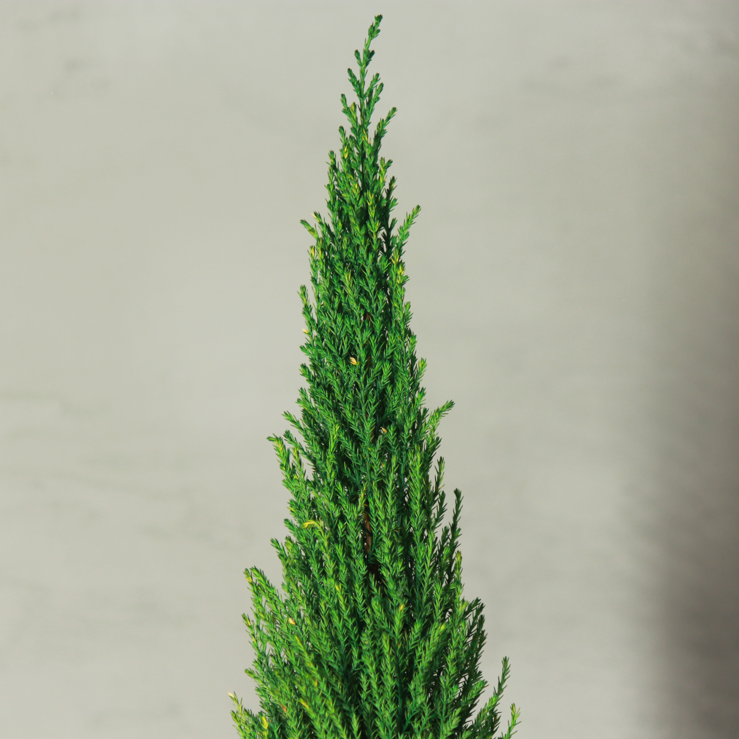 Desk tree ゴールドクレストM スクエア鉢