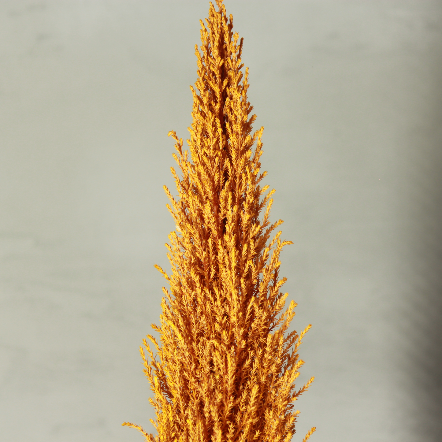 Desk tree ゴールドクレストM スクエア鉢