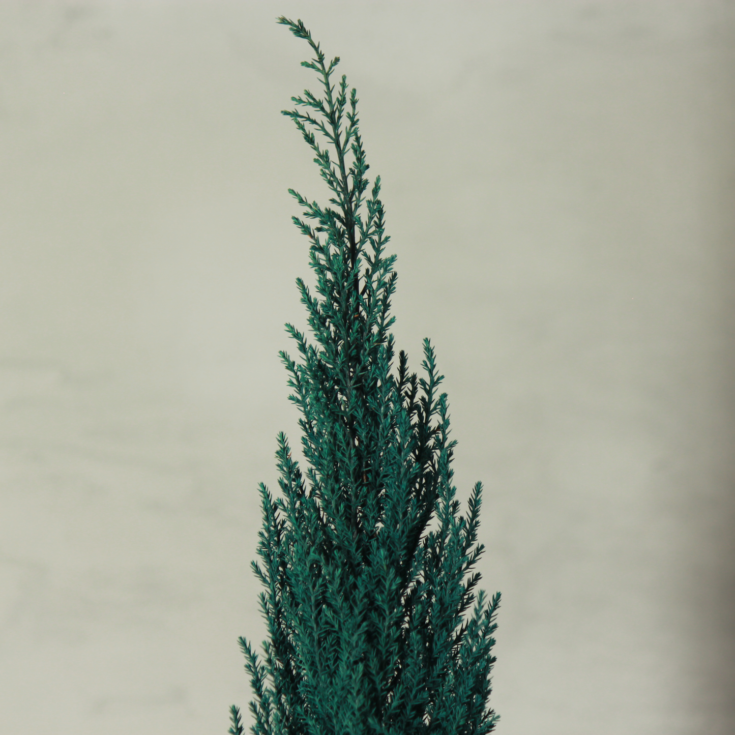 Desk tree ゴールドクレストM スクエア鉢