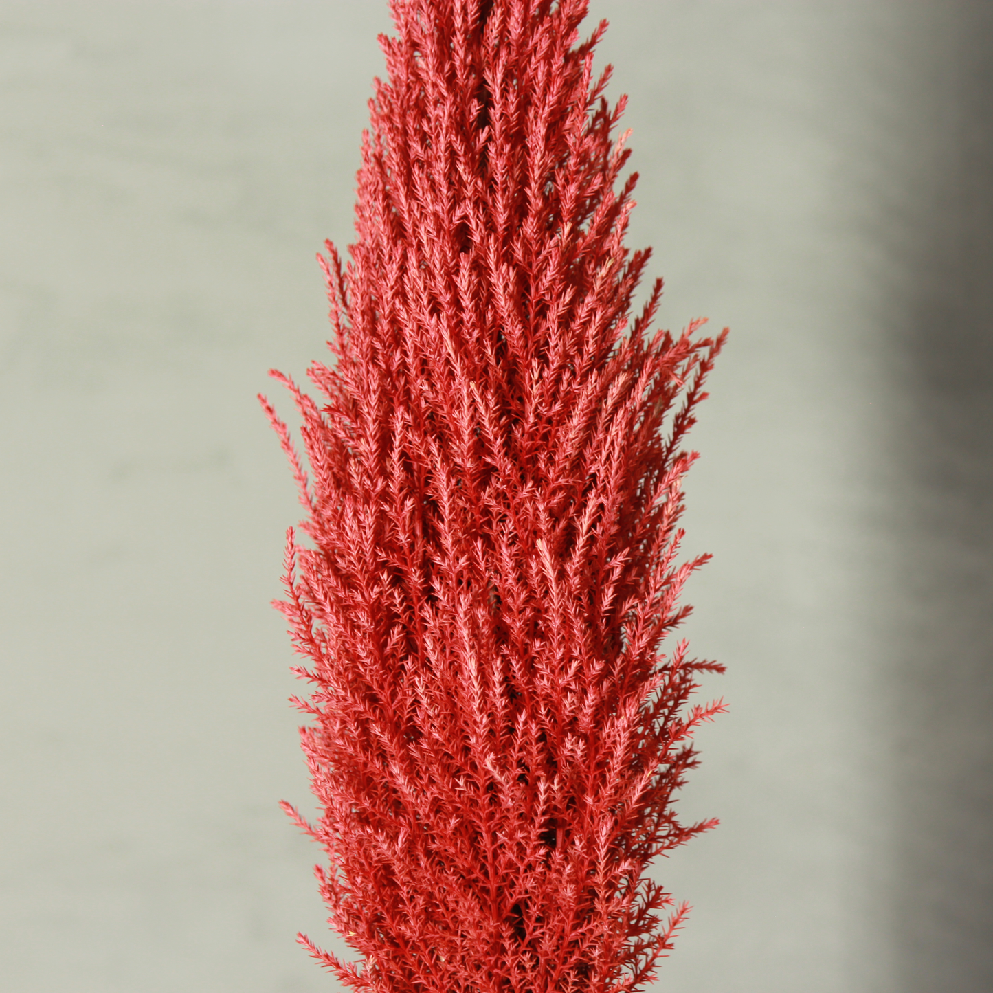 Desk tree ゴールドクレストM スクエア鉢