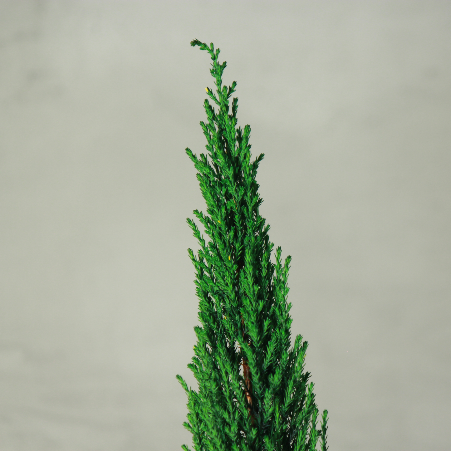 Desk tree ゴールドクレストM 丸鉢