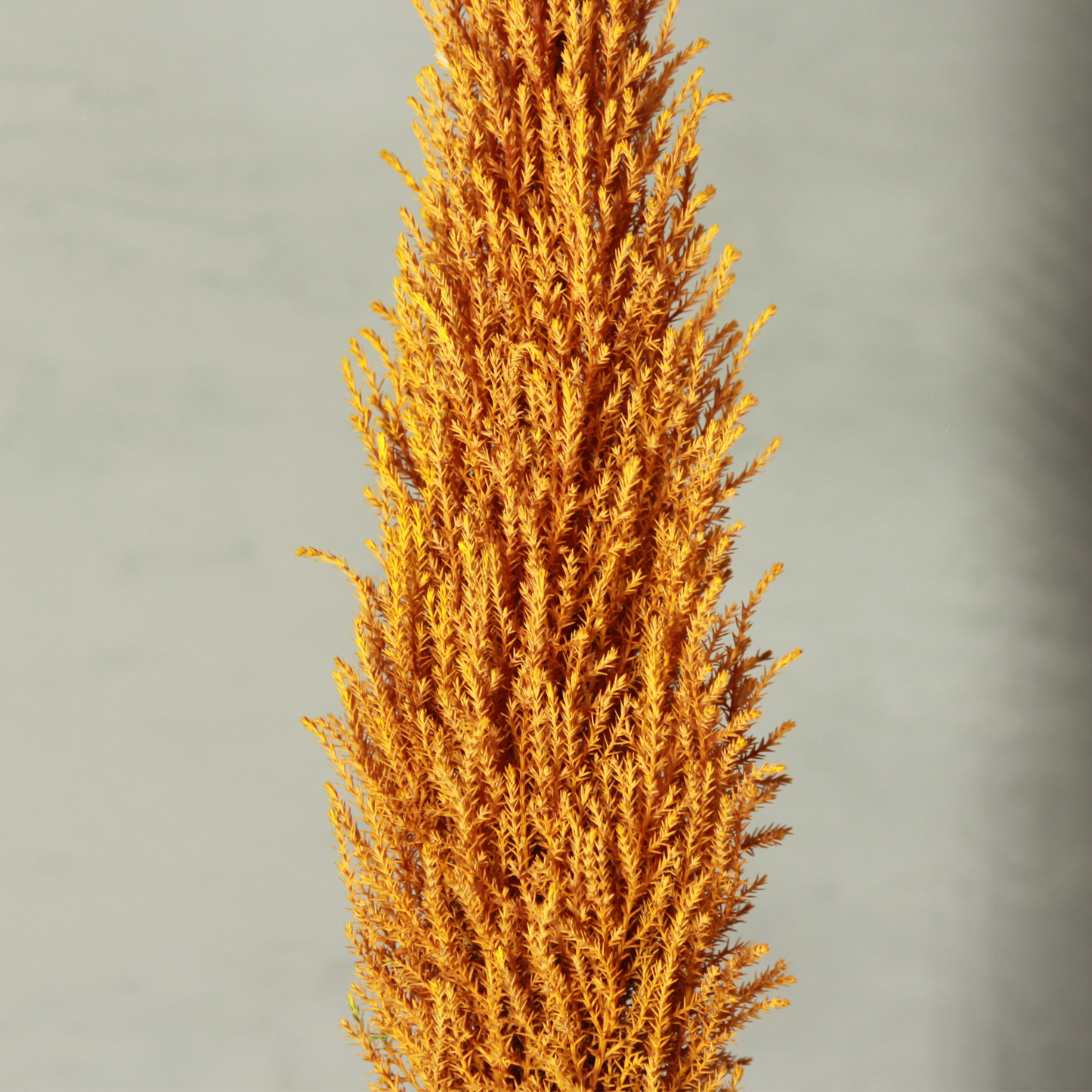 Desk tree ゴールドクレストM スクエア鉢