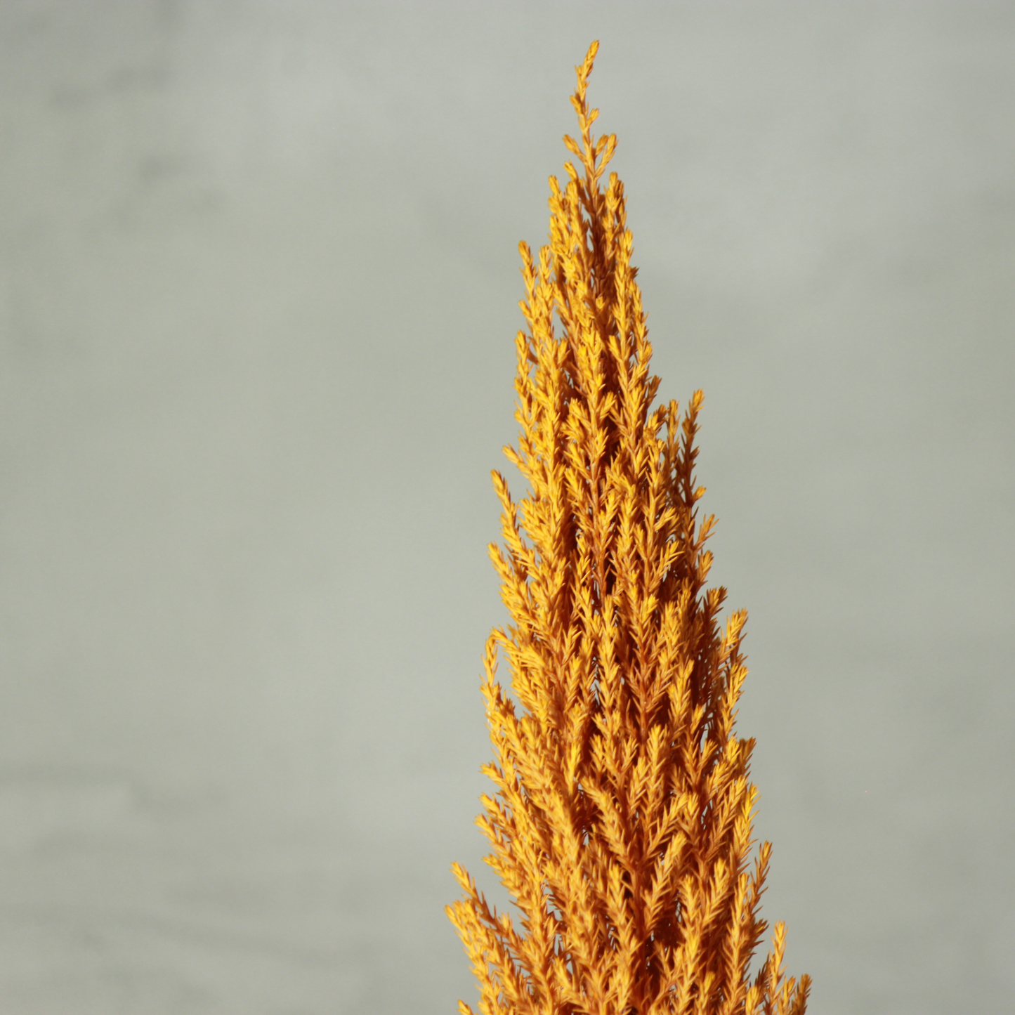 Desk tree ゴールドクレストM 丸鉢