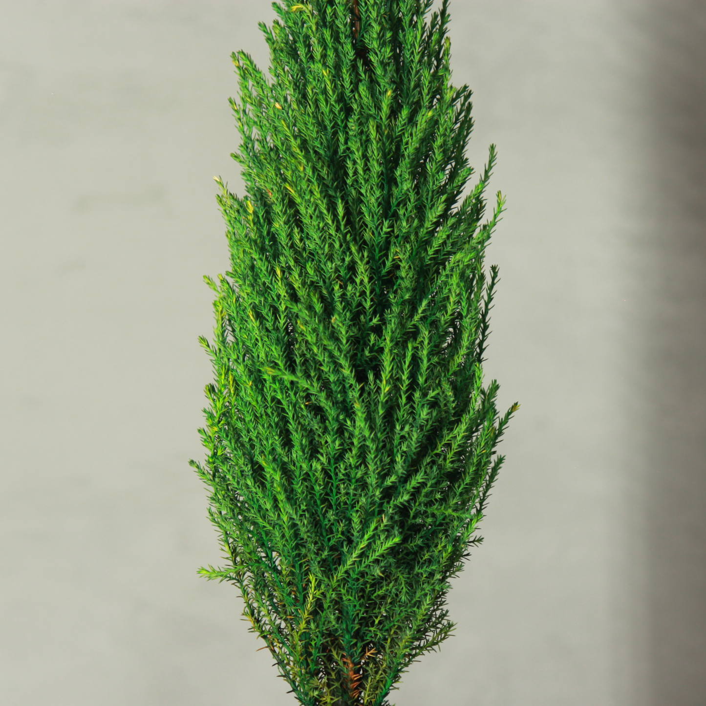 Desk tree ゴールドクレストM スクエア鉢