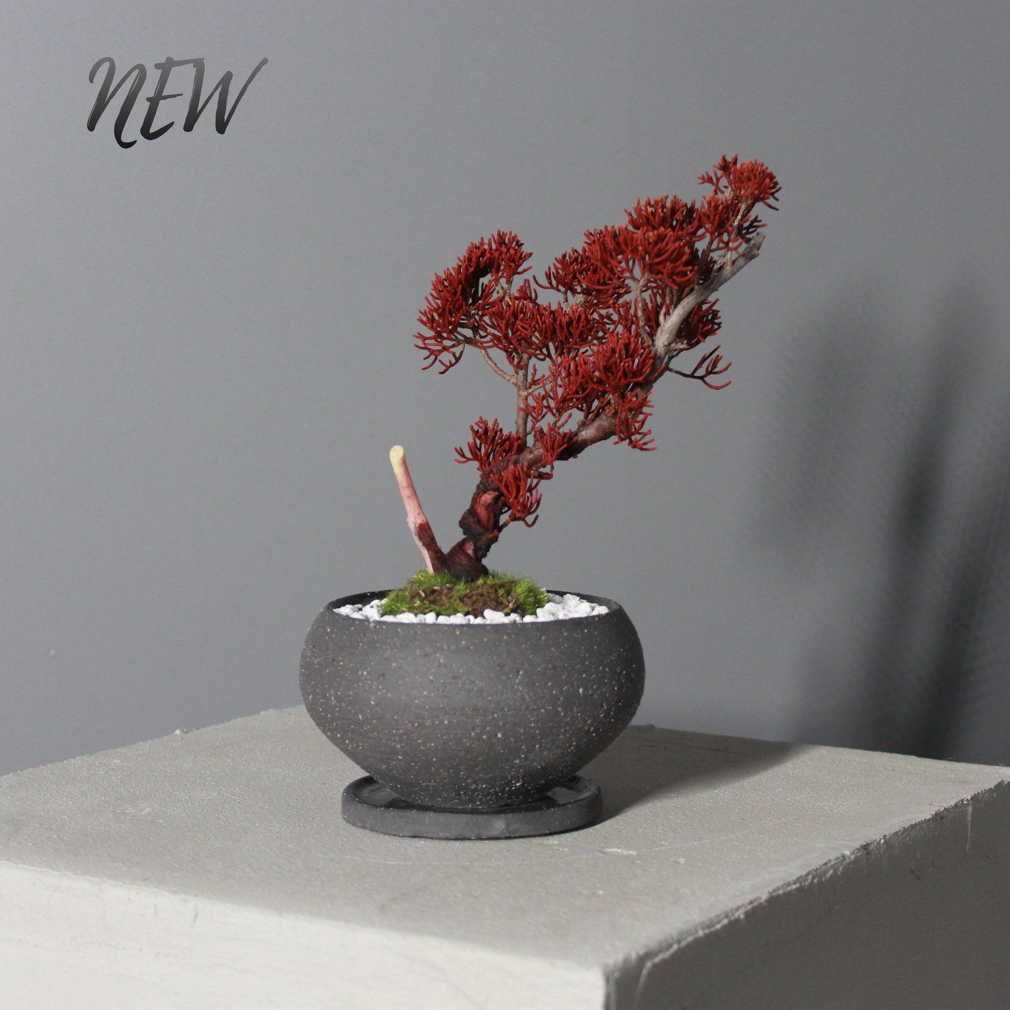Tokocie BONSAI  真柏