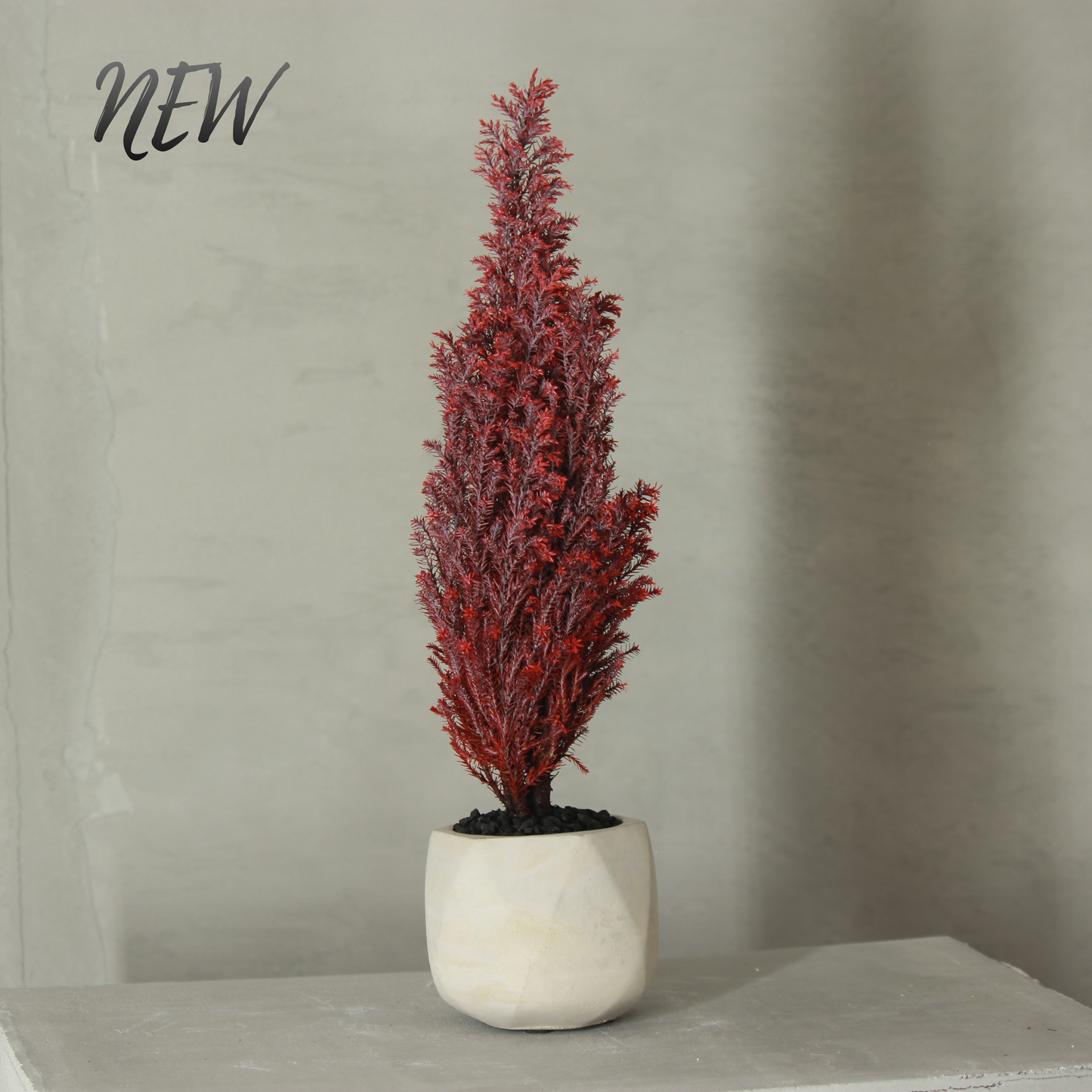 Conifer select シルバースター レッド