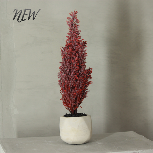 Conifer select シルバースター レッド