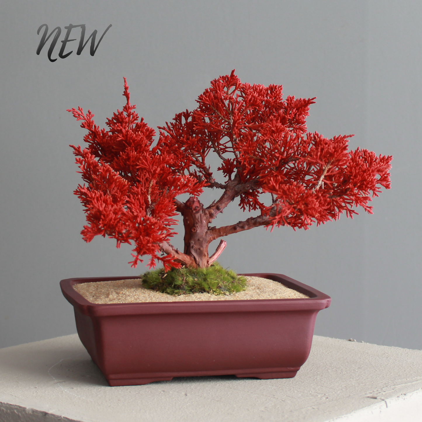 Tokocie BONSAI  真柏