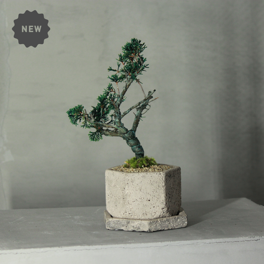 Tokocie BONSAI  真柏