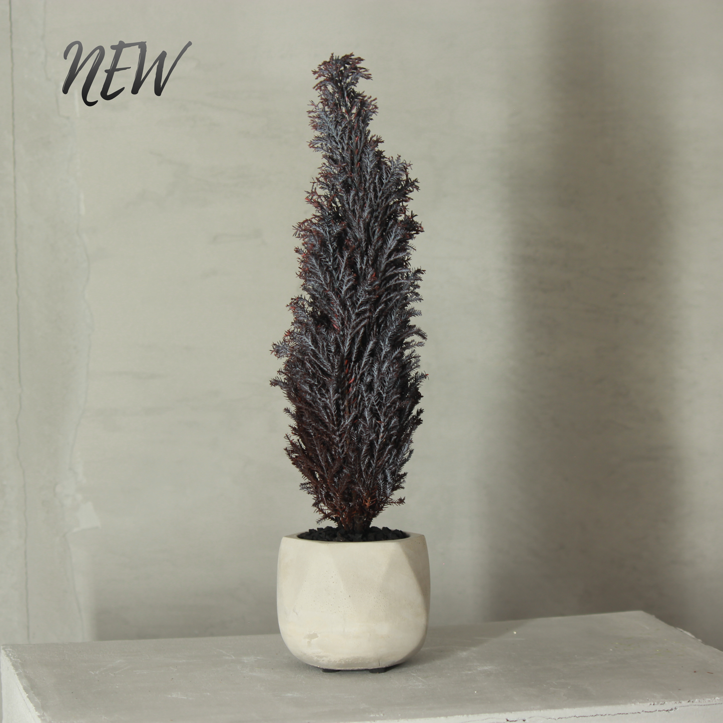 Conifer select シルバースター バイオレット