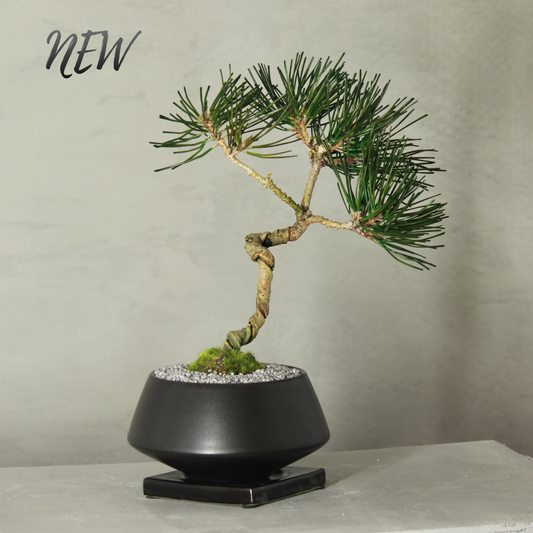 Tokocie BONSAI  黒松
