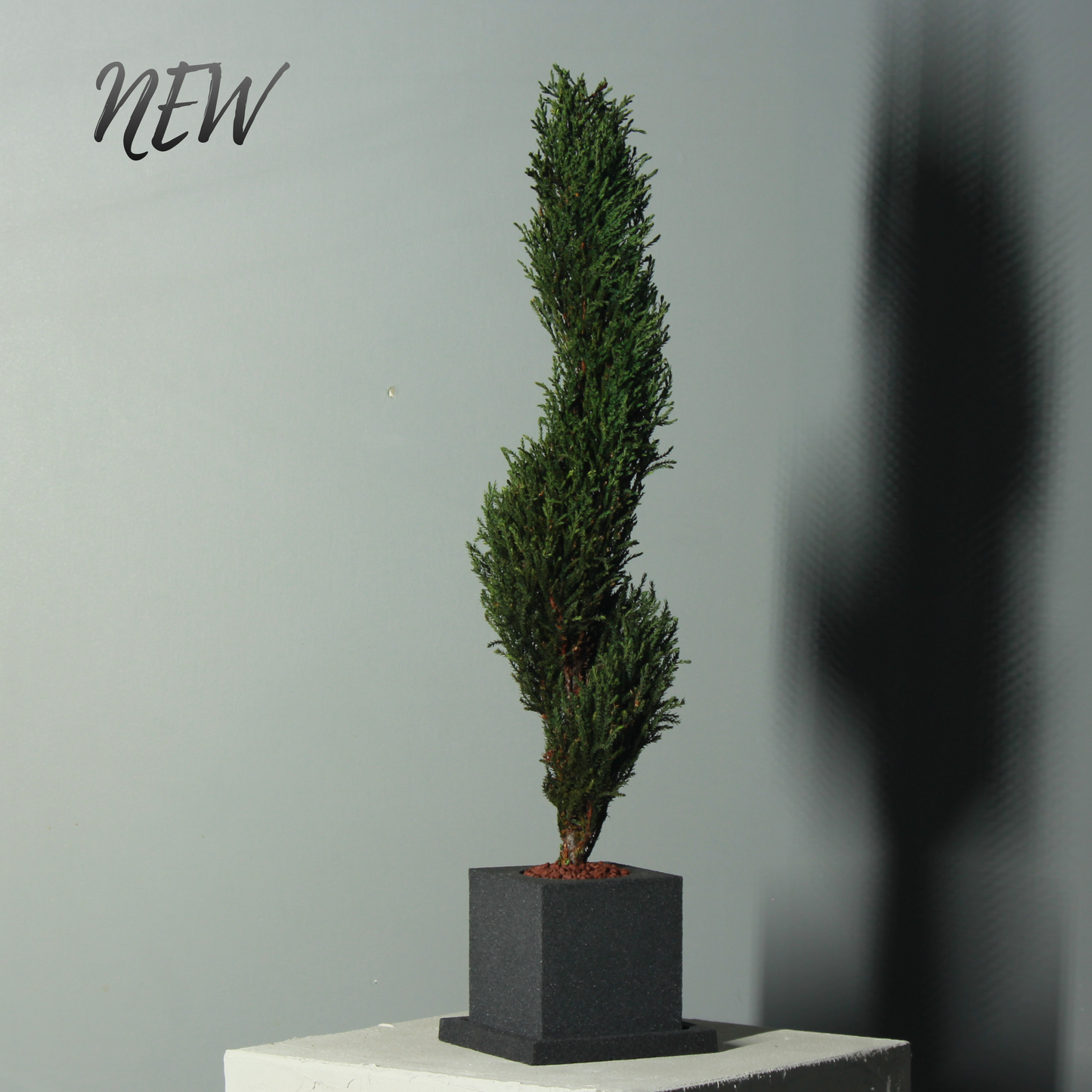 Conifer select  ゴールドクレスト トルネード グリーン