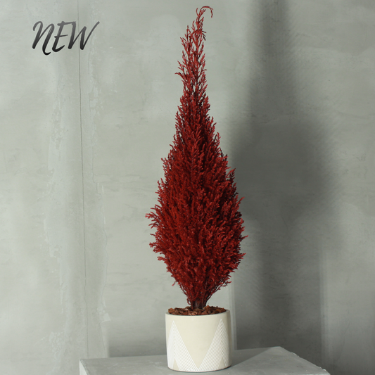 Conifer select ゴールドクレスト レッド