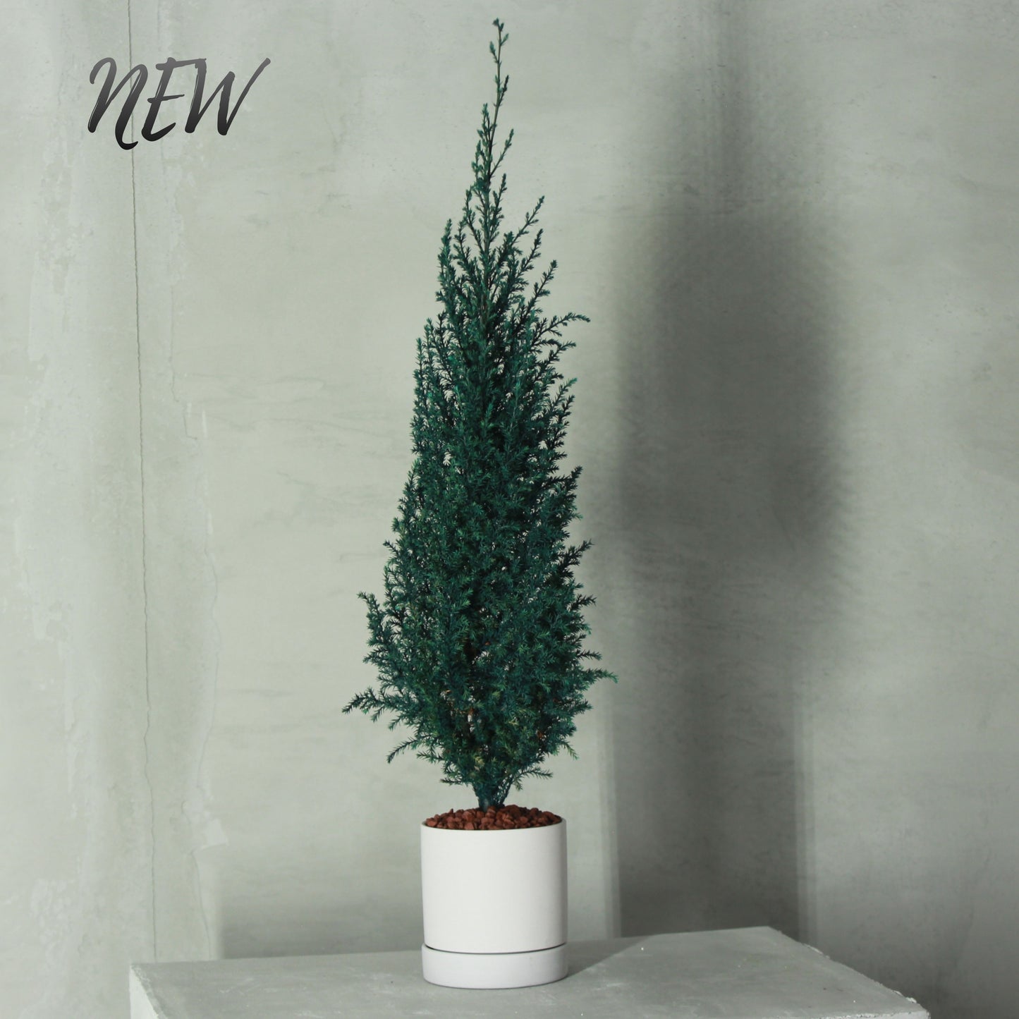 Conifer select ゴールドクレスト ブルー