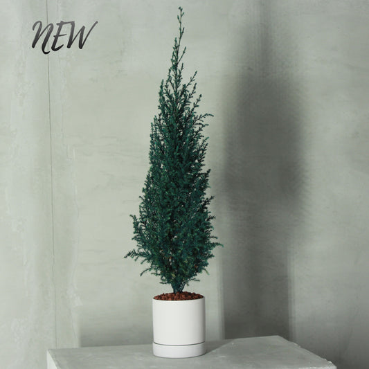 Conifer select ゴールドクレスト ブルー