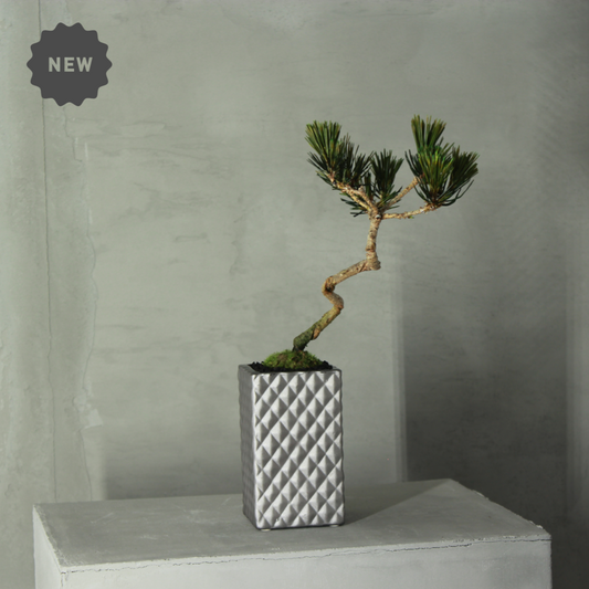 Tokocie BONSAI  黒松