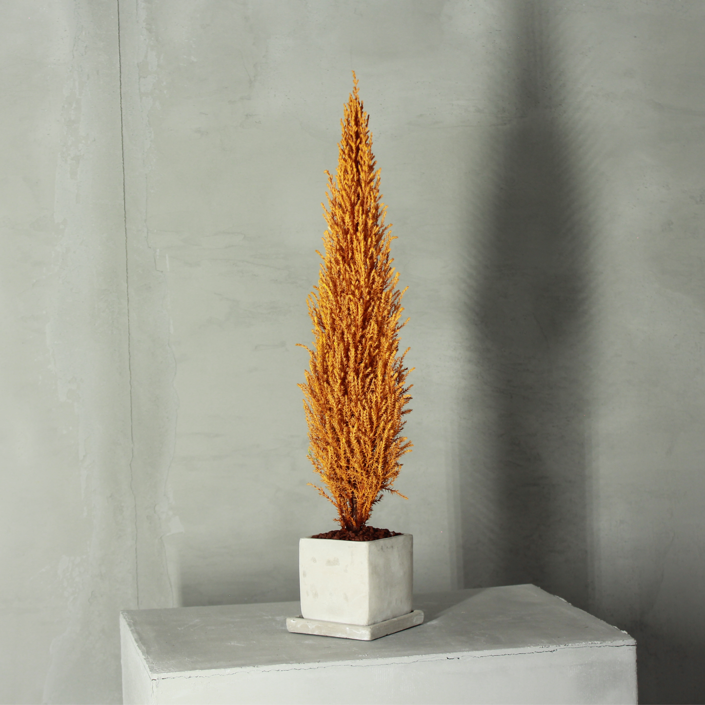 Desk tree ゴールドクレストM スクエア鉢