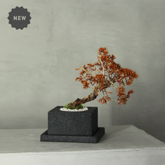 Tokocie BONSAI  真柏