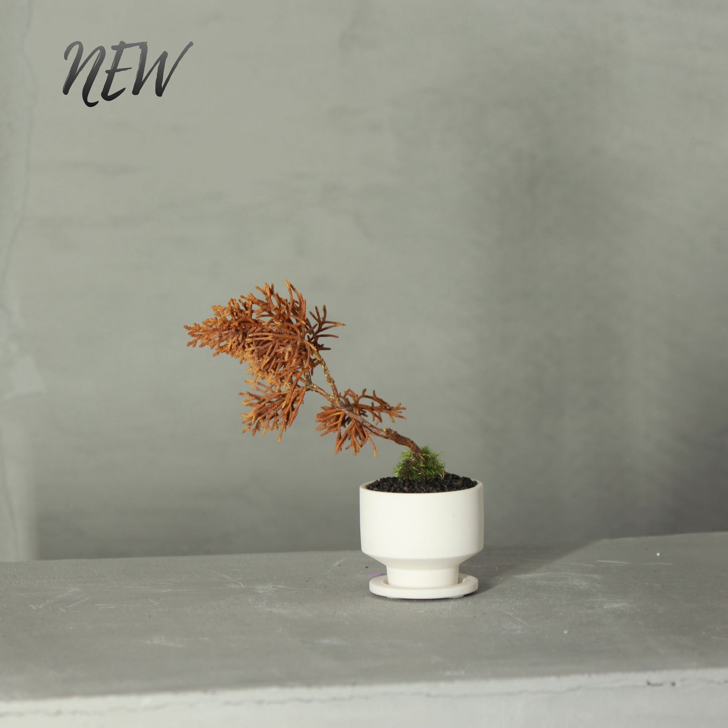 Tokocie BONSAI mini Branch 真柏