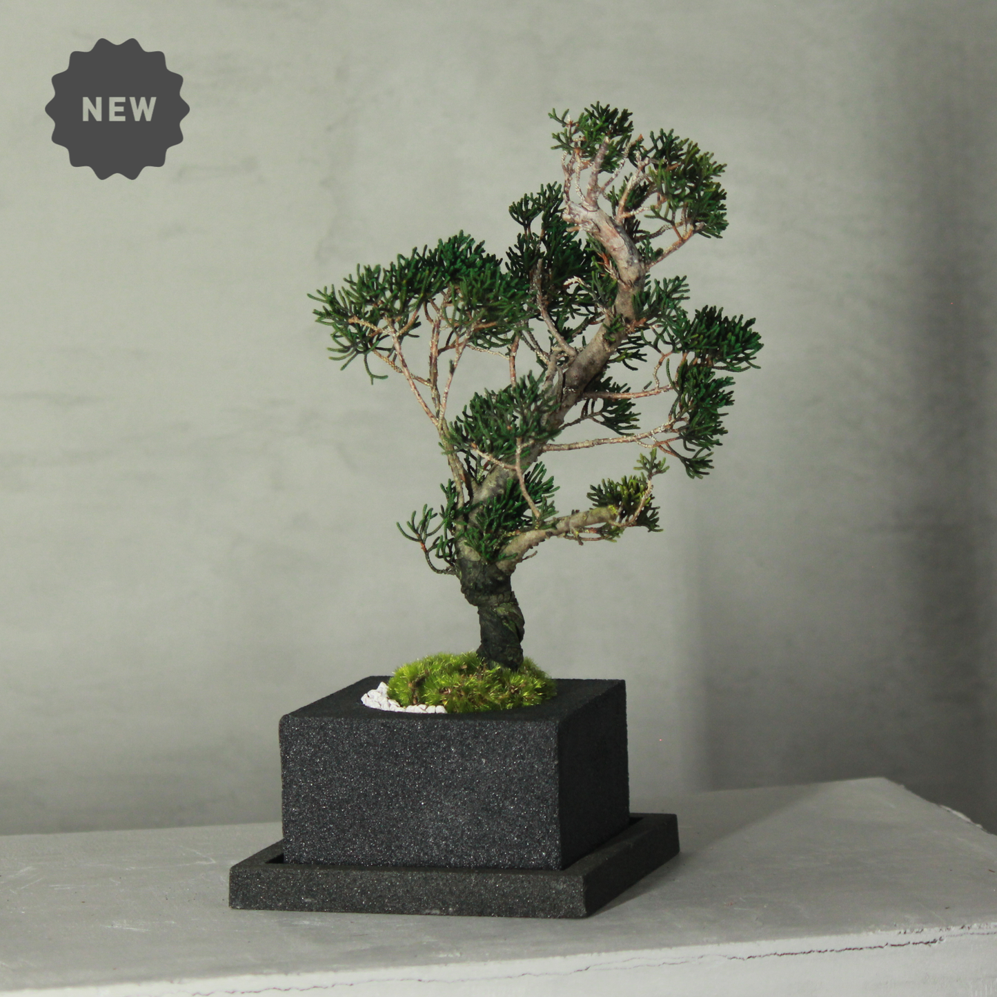 Tokocie BONSAI  真柏