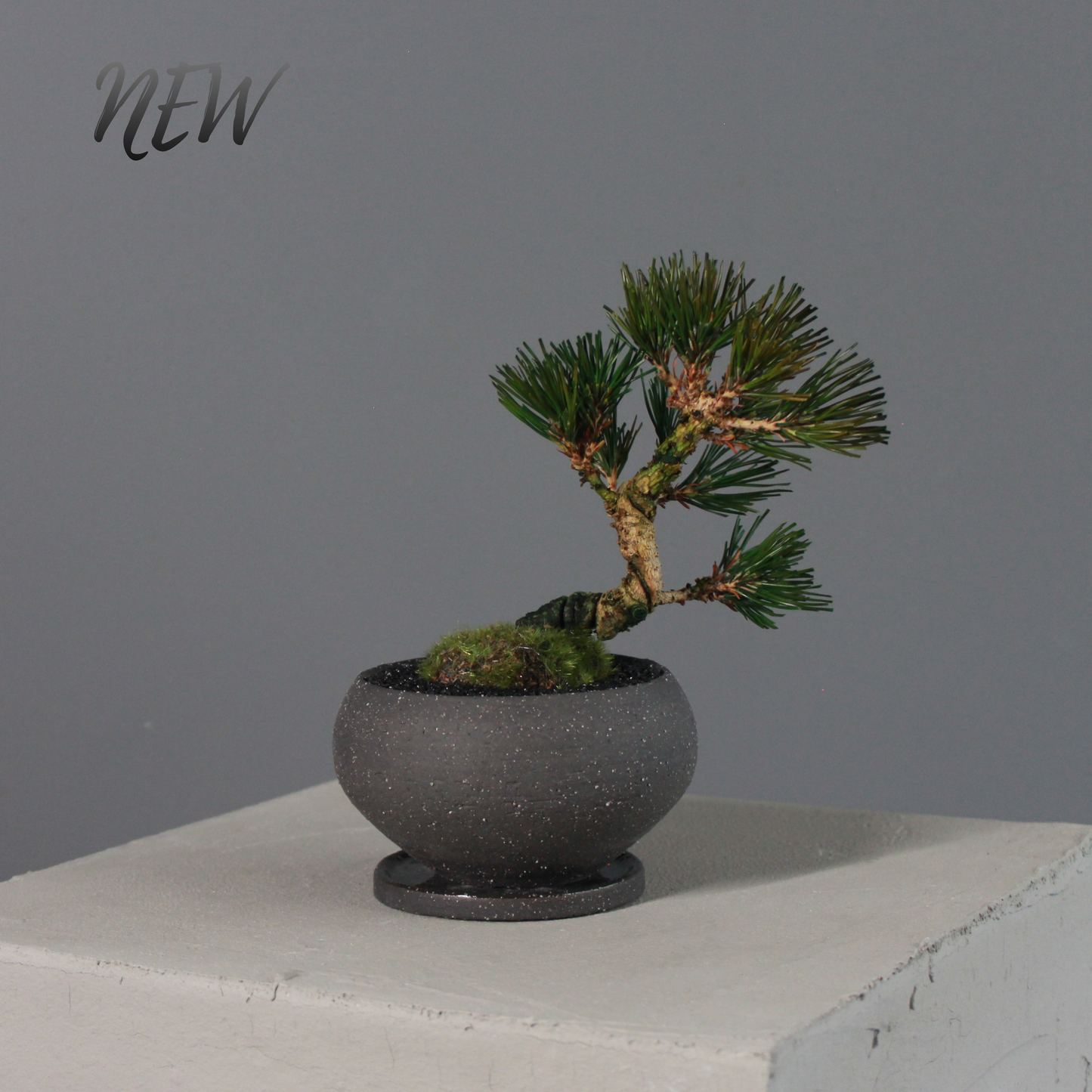 Tokocie BONSAI  黒松