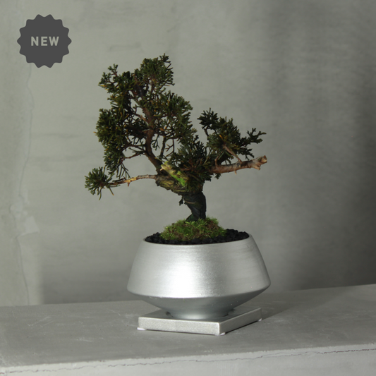 Tokocie BONSAI  真柏