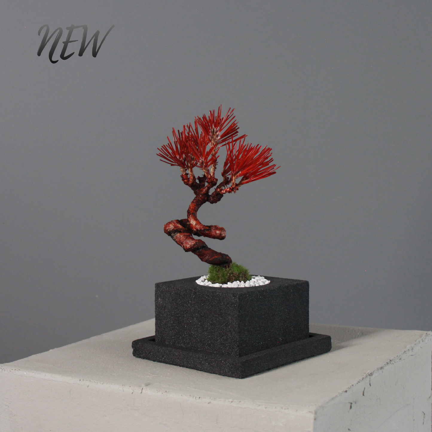 Tokocie BONSAI  黒松