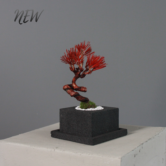 Tokocie BONSAI  黒松