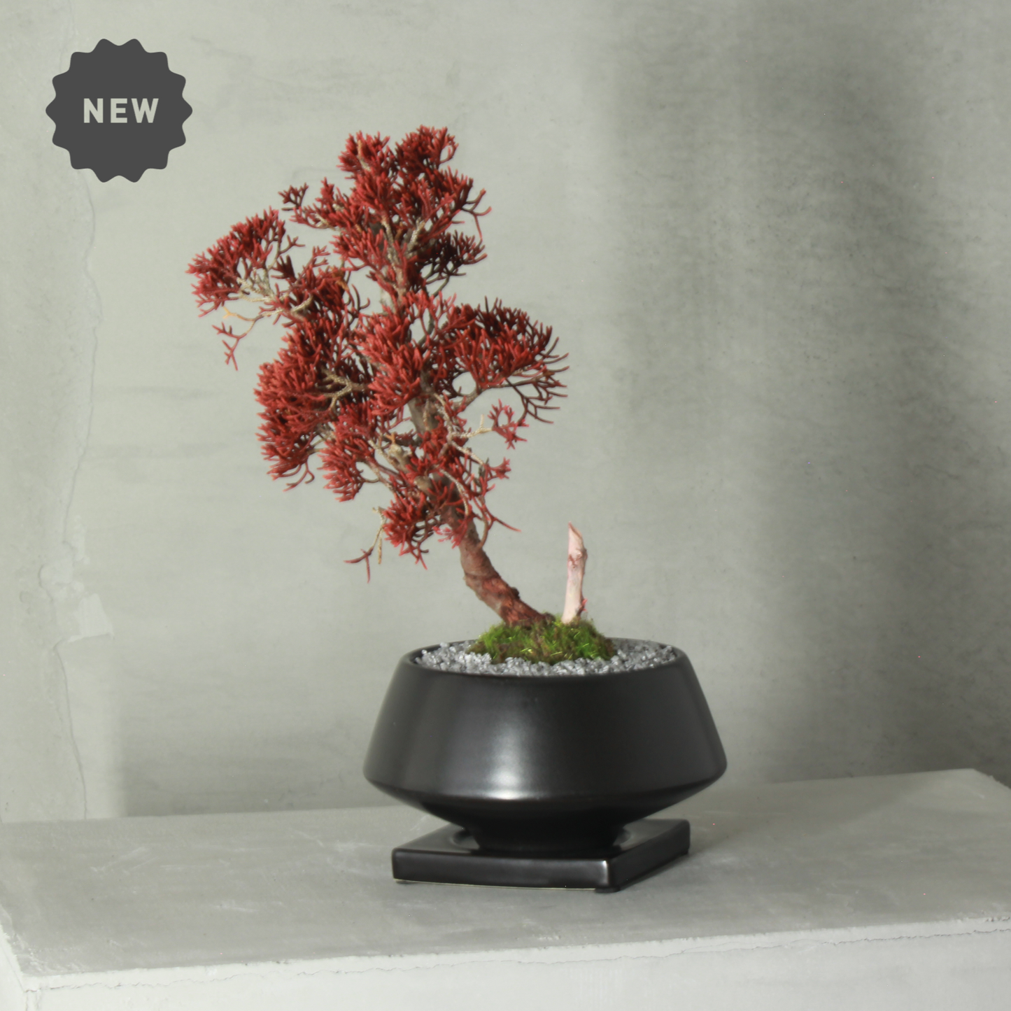 Tokocie BONSAI  真柏