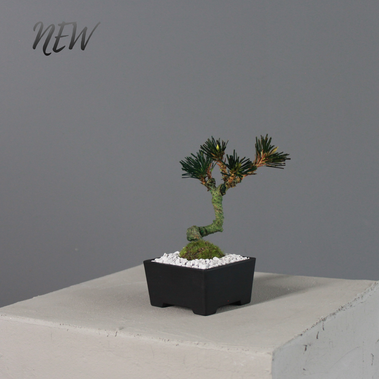 Tokocie BONSAI  黒松