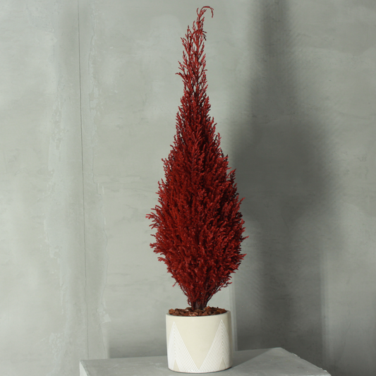 Conifer select ゴールドクレスト レッド