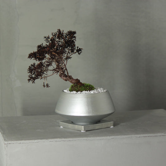 Tokocie BONSAI  真柏