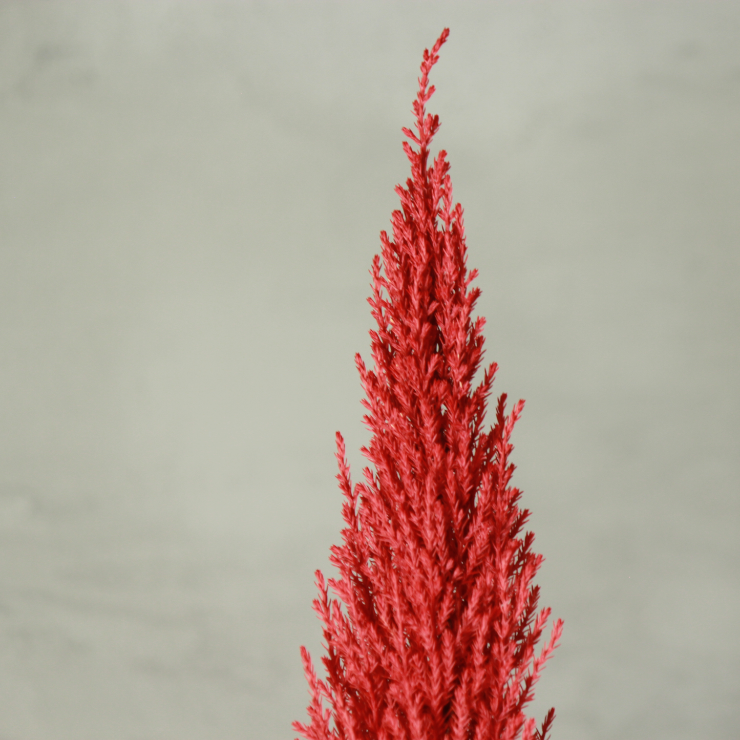 Desk tree ゴールドクレストM 丸鉢