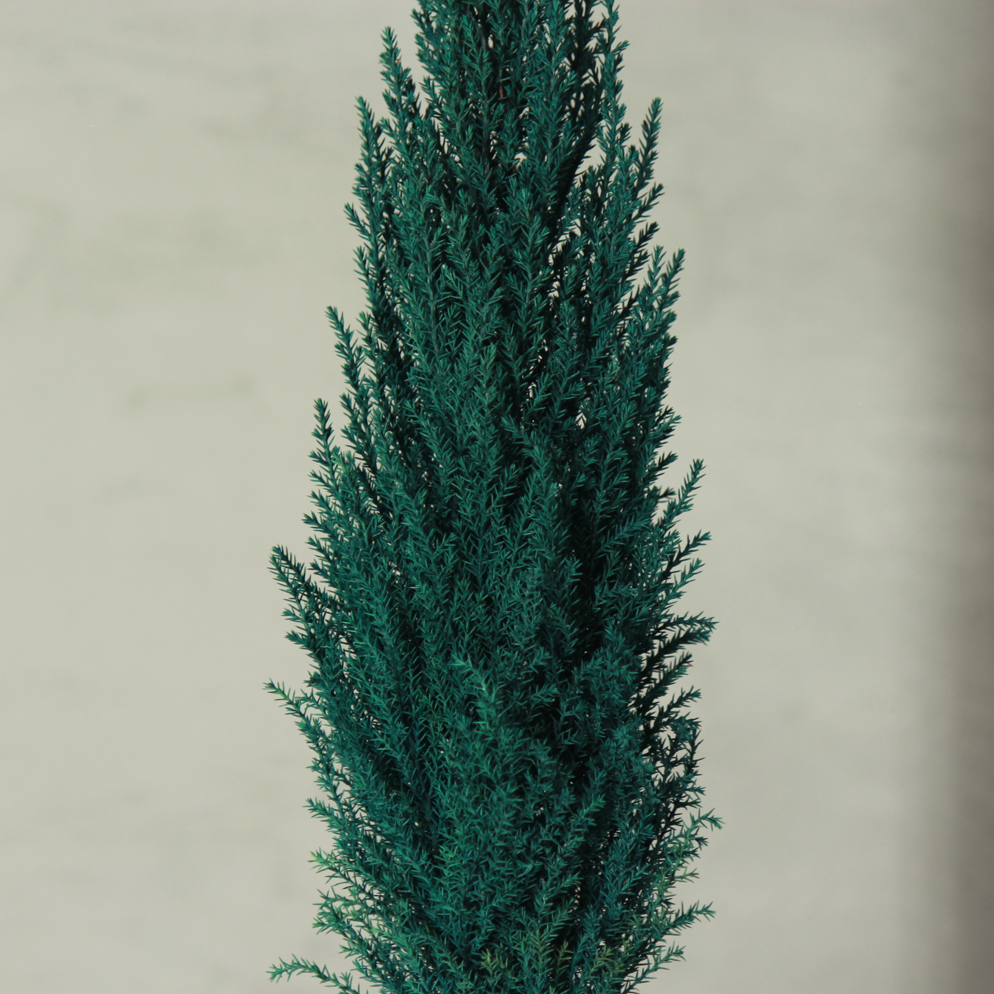 Desk tree ゴールドクレストM スクエア鉢