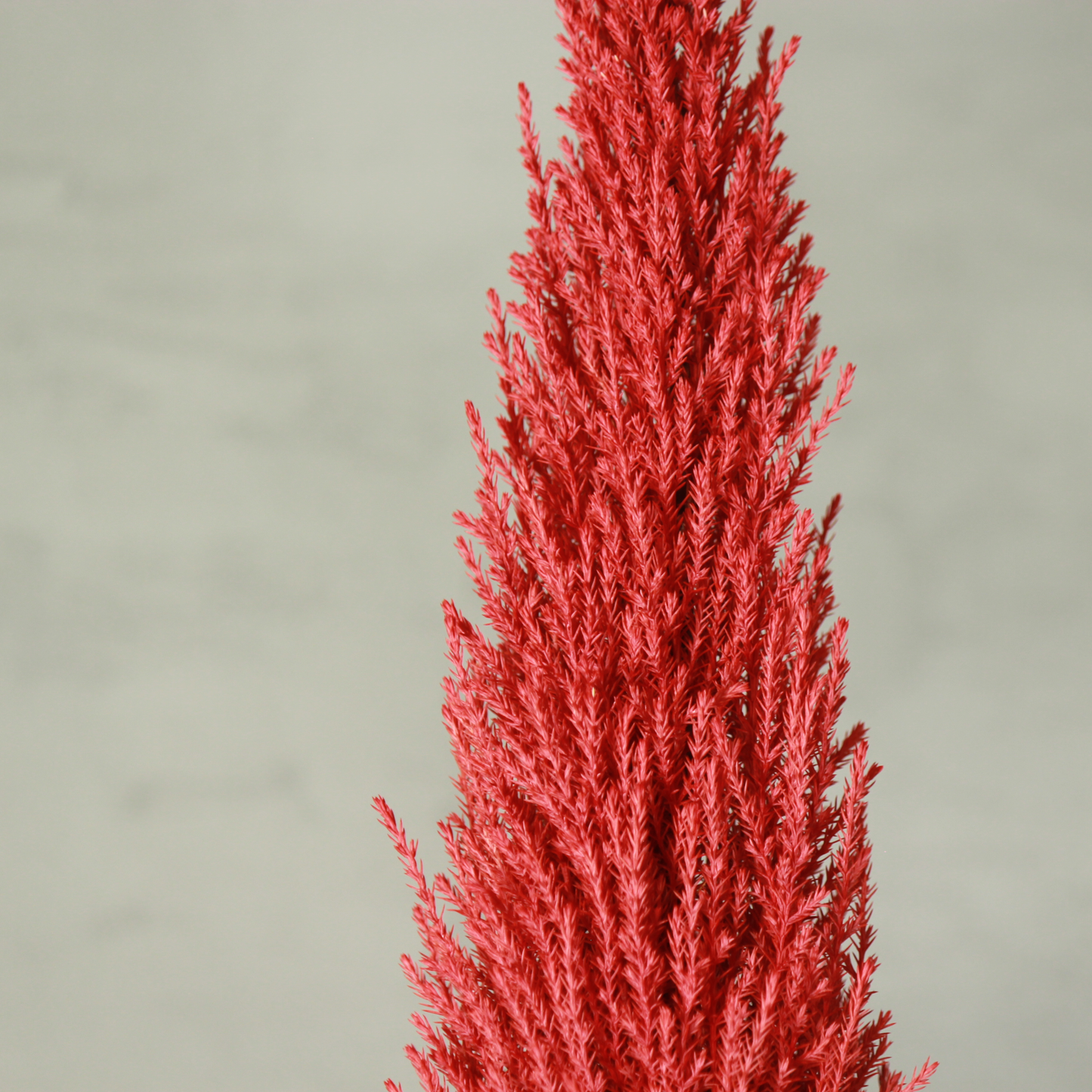 Desk tree ゴールドクレストM 丸鉢