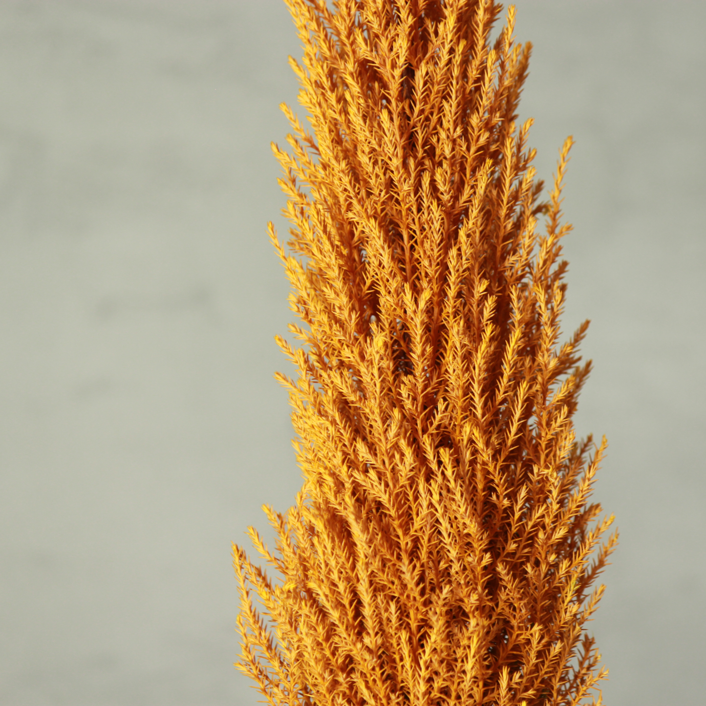 Desk tree ゴールドクレストM 丸鉢